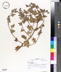 Atriplex prostrata image