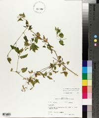 Stellaria cuspidata image