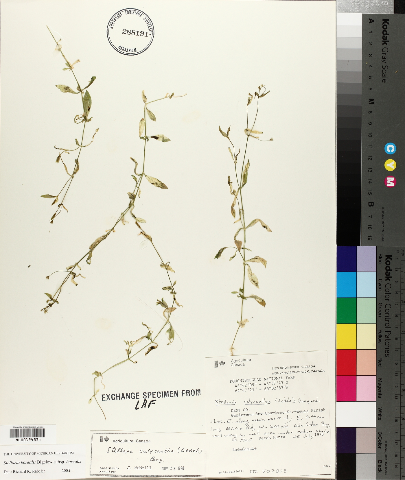 Stellaria borealis ssp. borealis image