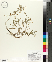 Stellaria pubera image
