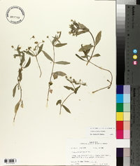 Stellaria pubera image