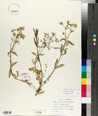 Stellaria pubera image