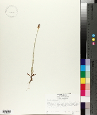 Tunica prolifera image