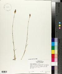 Tunica prolifera image