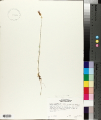 Tunica prolifera image