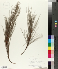 Casuarina equisetifolia image