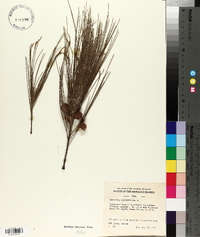 Casuarina equisetifolia image