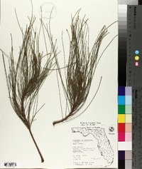 Casuarina equisetifolia image