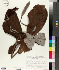 Cecropia obtusifolia image