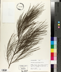 Casuarina equisetifolia image