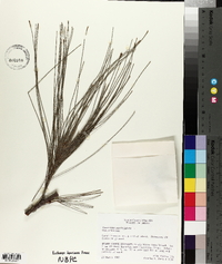 Casuarina equisetifolia image