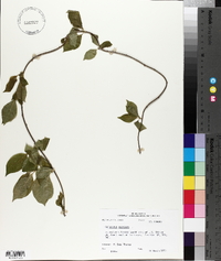 Celastrus scandens image