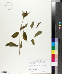 Celastrus scandens image