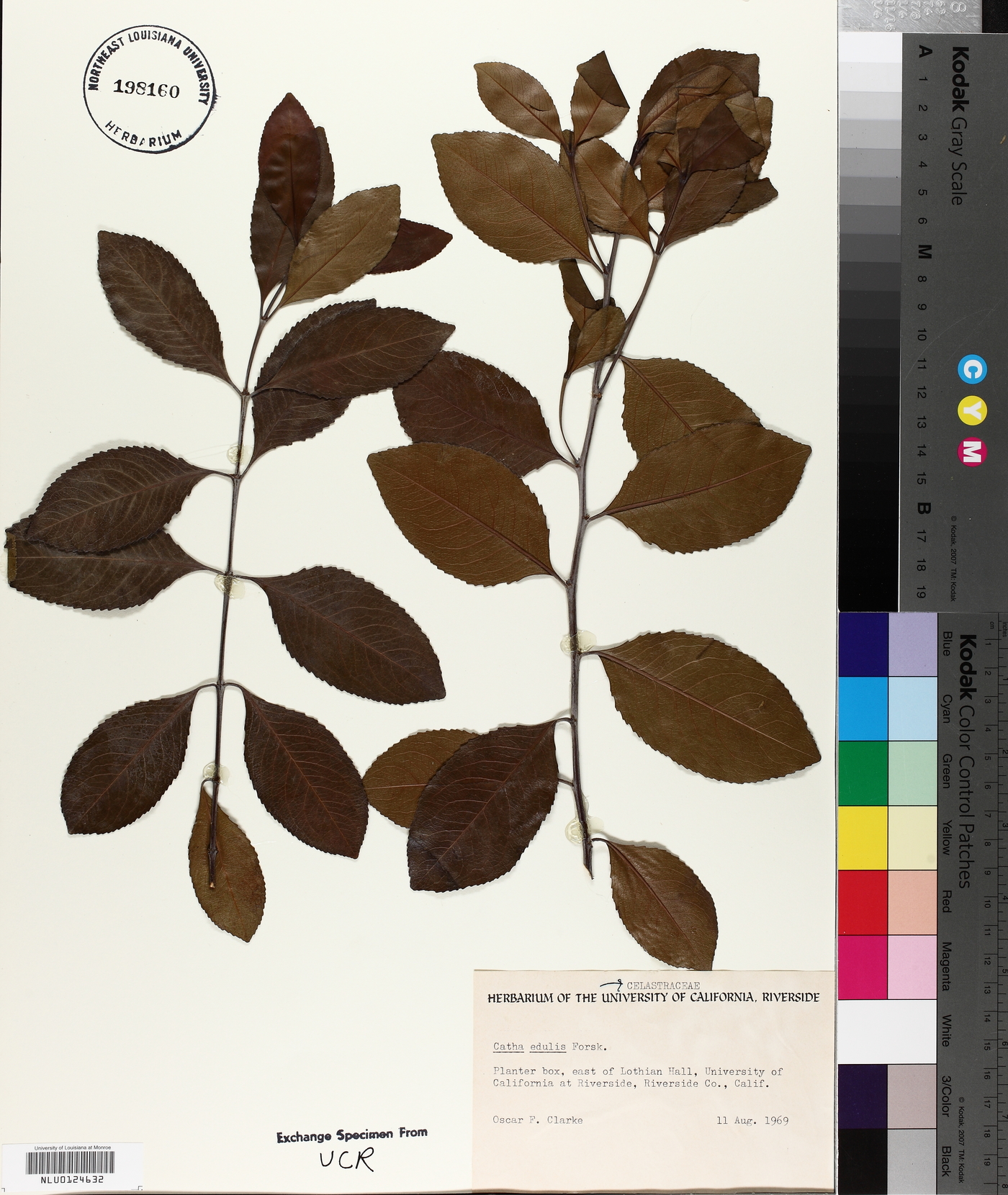 Catha edulis image