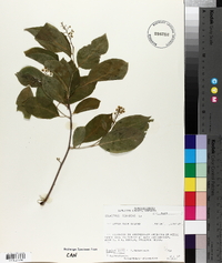 Celastrus scandens image