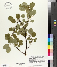 Celastrus scandens image