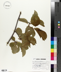 Celastrus scandens image