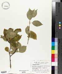 Celastrus scandens image