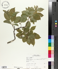 Celastrus scandens image