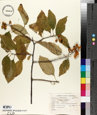 Celastrus scandens image