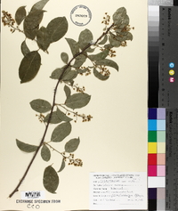 Celastrus scandens image