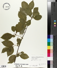 Celastrus scandens image