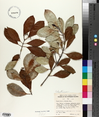 Elaeodendron orientale image