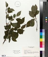 Celastrus scandens image