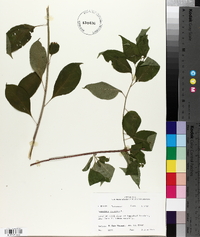 Celastrus scandens image