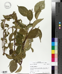 Celastrus scandens image