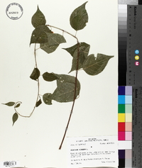 Celastrus scandens image