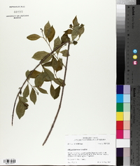 Celastrus scandens image