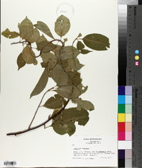 Celastrus scandens image