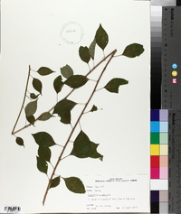 Celastrus scandens image