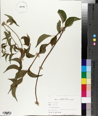 Celastrus scandens image