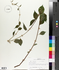 Celastrus scandens image