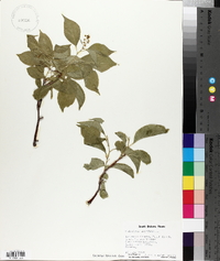 Celastrus scandens image