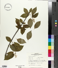 Celastrus scandens image