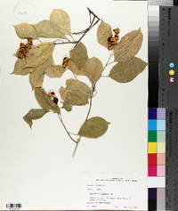 Celastrus scandens image