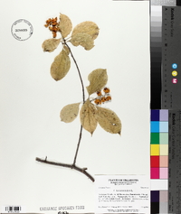 Celastrus scandens image