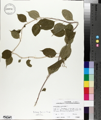 Celastrus scandens image