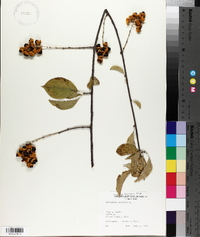 Celastrus scandens image