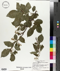 Celastrus scandens image