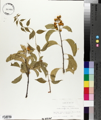 Celastrus scandens image