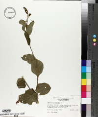 Celastrus scandens image