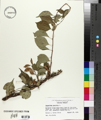 Celastrus scandens image