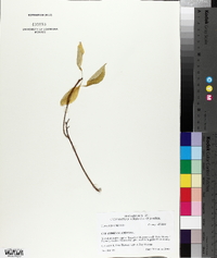 Celastrus scandens image