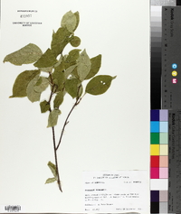 Celastrus scandens image