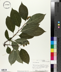 Celastrus scandens image