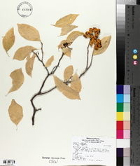 Celastrus scandens image